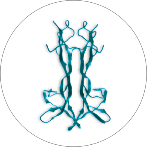 A nerve growth factor protein